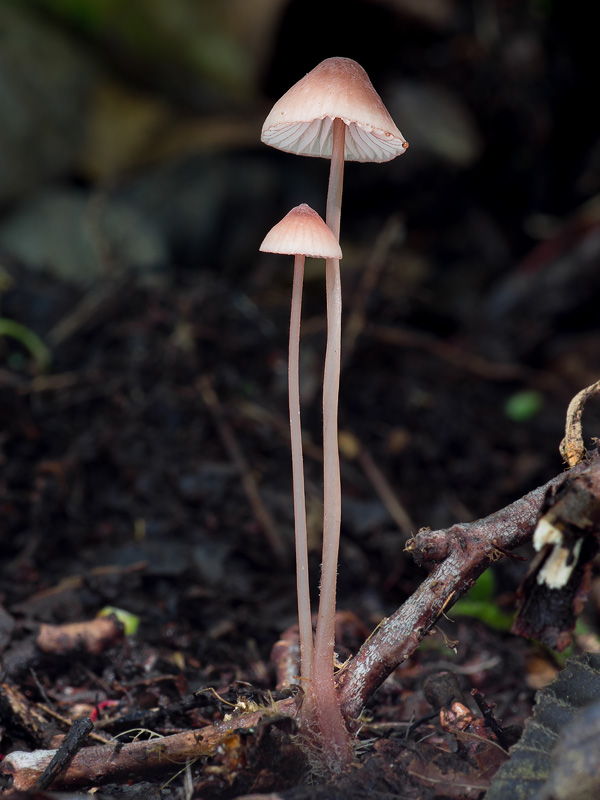 Mycena sanguinolenta